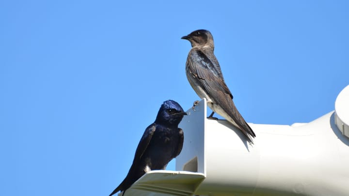 02 - Photograph of two purple martins perched at the entrance to a gourd.
