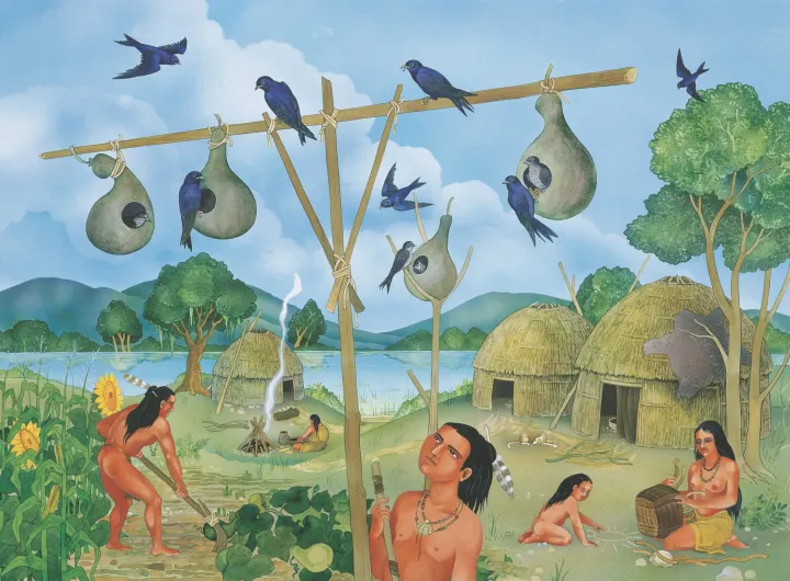 A village of Native Americans doing daily tasks, Purple Martins make their nests in drying gourds on a scaffold.